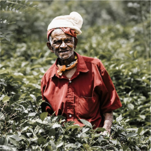 Our DCP plantations are complete sustainable when it comes to people and nature. Environmentalism, ethical farming techniques, the production of high-quality Ceylon tea, and the enhancement of our people's living standards are all priorities at DCP. We care about each and every stakeholder from Tea pluckers to our sales teams to ensure their personal growth.